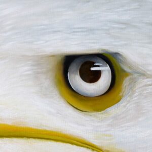 568 Weisskopfseeadler<br>CHF 8000.-